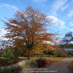 Location: RHS Harlow Carr, Yorkshire, UK
Date: 2016-11-01
