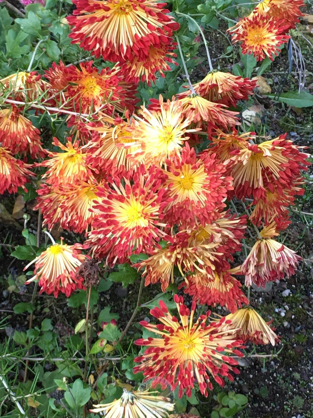 Photo of Mum (Chrysanthemum 'Matchsticks') uploaded by springcolor