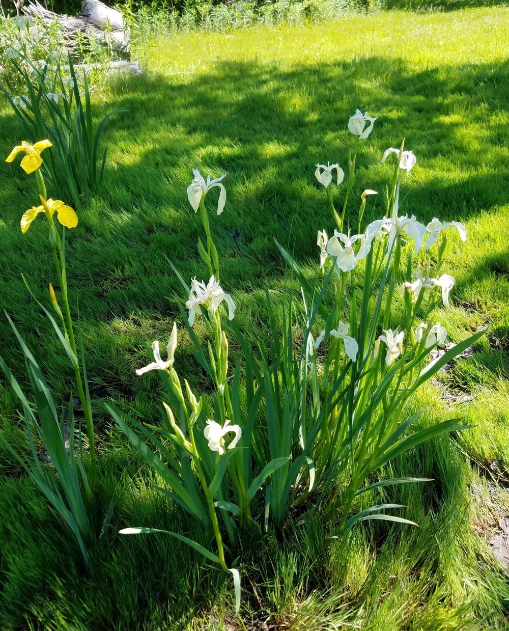Photo of Species Iris (Iris pseudacorus 'Alba') uploaded by Aconiphile