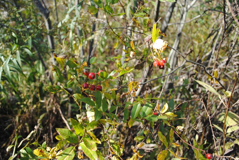 Photo of Swamp Rose (Rosa palustris) uploaded by ILPARW