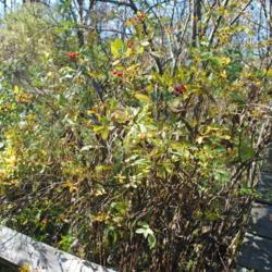 Location: Hawk Mountain Sanctuary, Pennsylvania
Date: 2019-10-24
shrub planted in wet location in natural garden