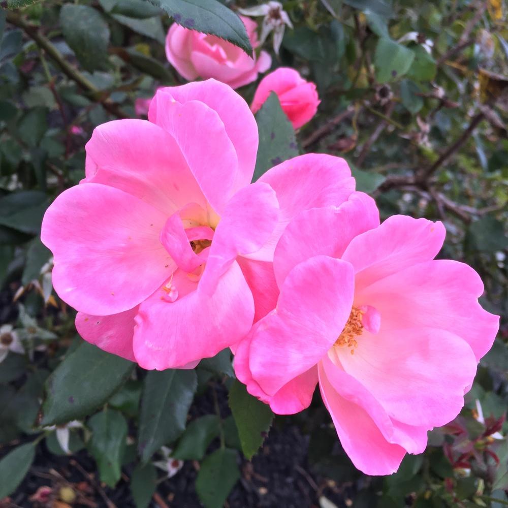 Photo of Rose (Rosa 'Pink Knock Out') uploaded by csandt