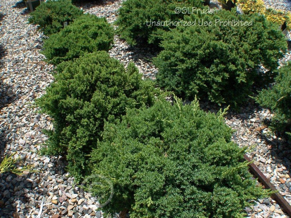 Photo of Japanese Garden Juniper (Juniperus procumbens 'Nana') uploaded by DaylilySLP