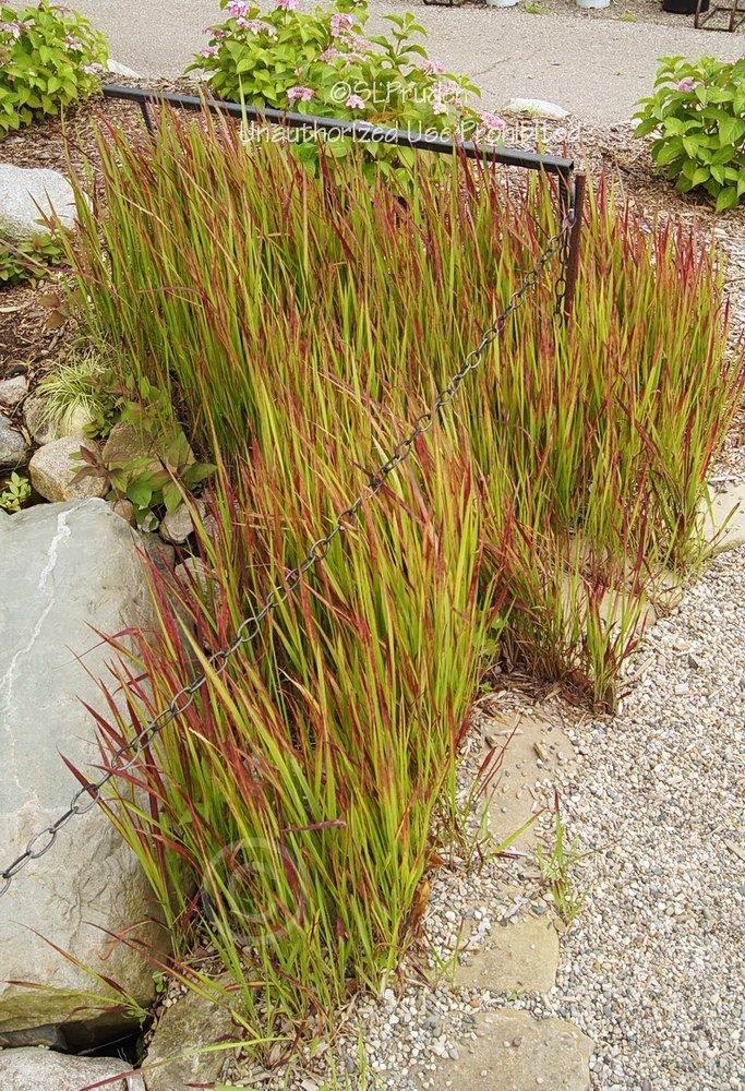 Photo of Japanese Blood Grass (Imperata cylindrica 'Rubra') uploaded by DaylilySLP