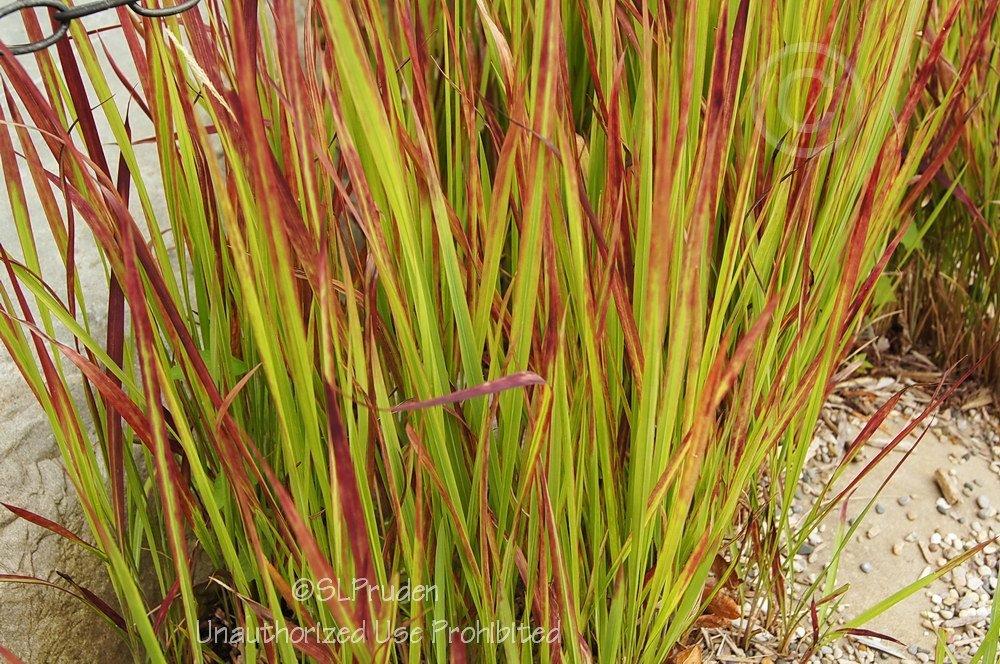 Photo of Japanese Blood Grass (Imperata cylindrica 'Rubra') uploaded by DaylilySLP