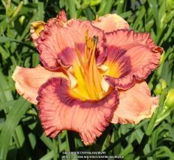 Thumb of 2019-10-30/daylilly99/4d6555
