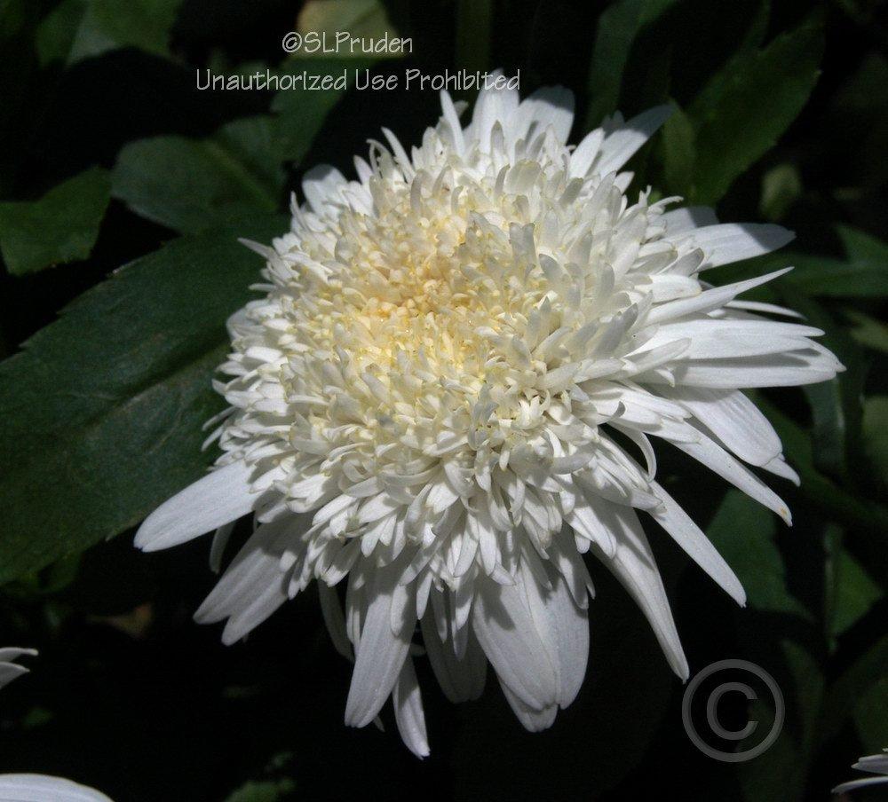Photo of Shasta Daisy (Leucanthemum x superbum 'Ice Star') uploaded by DaylilySLP