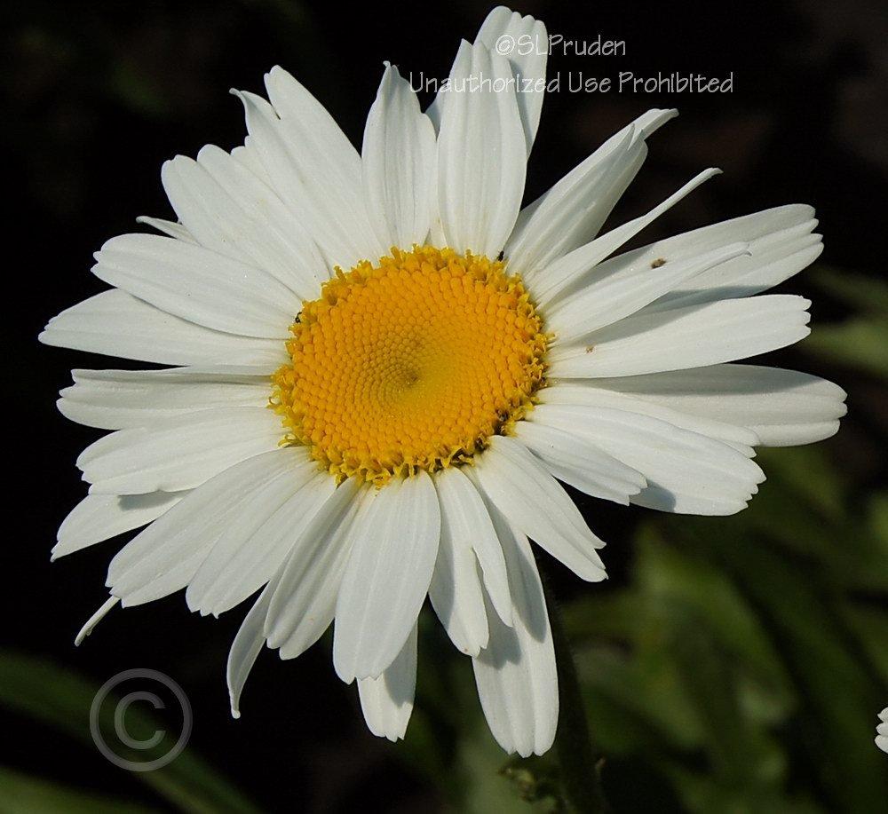 Photo of Shasta Daisy (Leucanthemum x superbum 'Alaska') uploaded by DaylilySLP