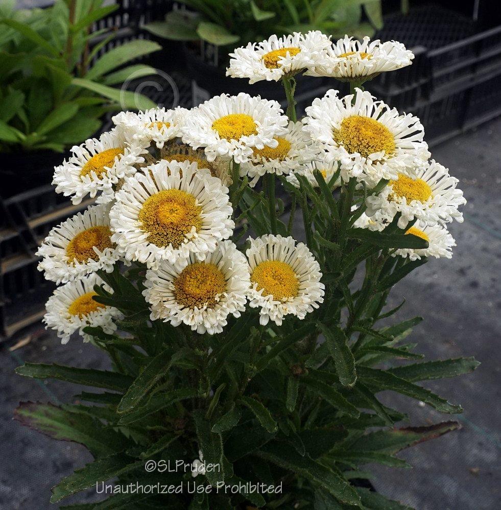 Photo of Shasta Daisy (Leucanthemum 'Real Neat') uploaded by DaylilySLP