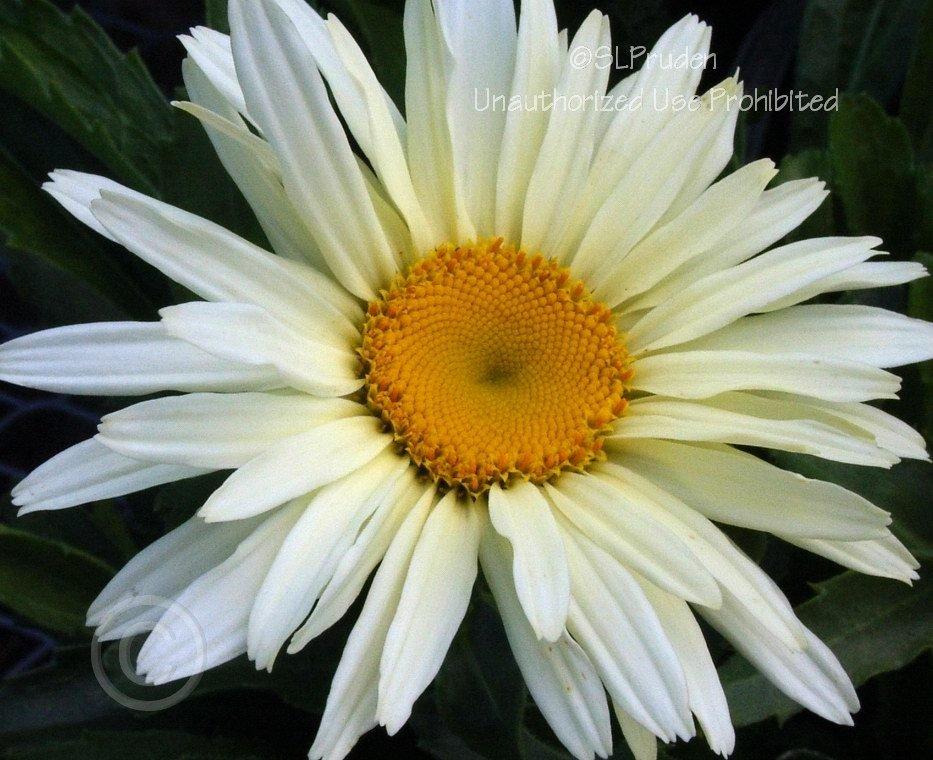 Photo of Shasta Daisy (Leucanthemum x superbum 'Banana Cream') uploaded by DaylilySLP