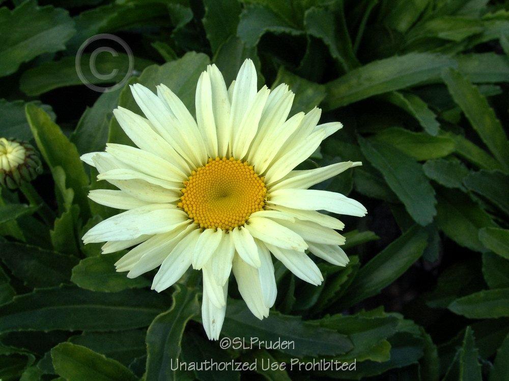 Photo of Shasta Daisy (Leucanthemum x superbum 'Banana Cream') uploaded by DaylilySLP