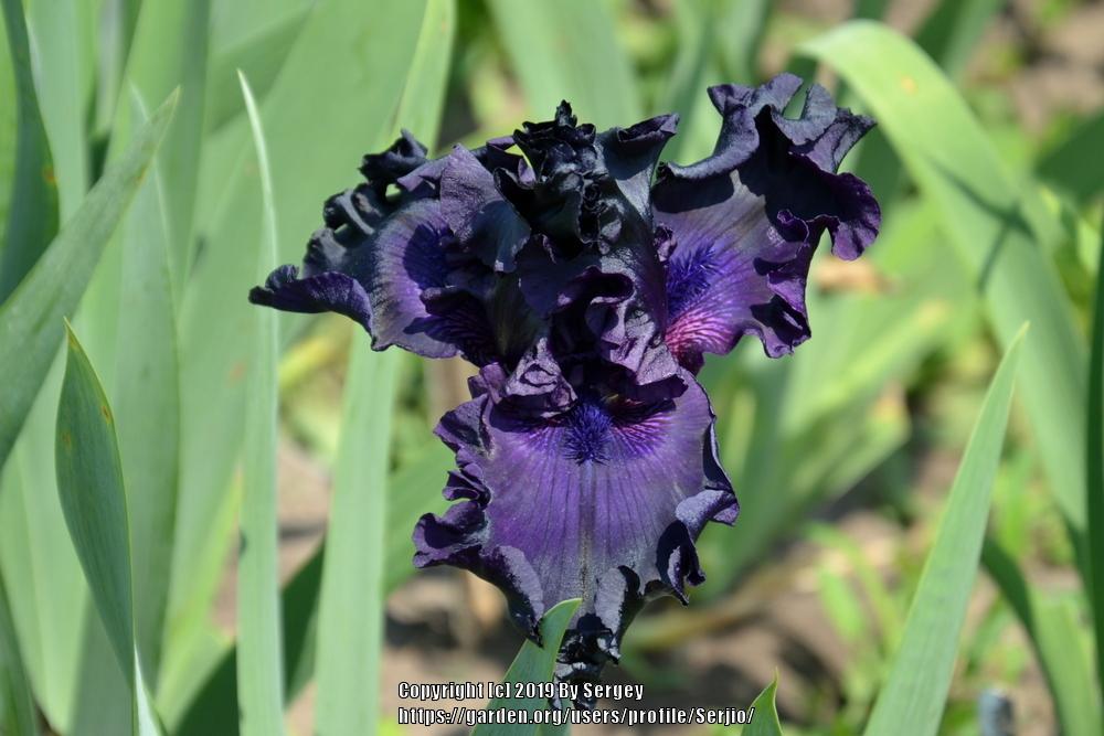 Photo of Tall Bearded Iris (Iris 'All Night Long') uploaded by Serjio