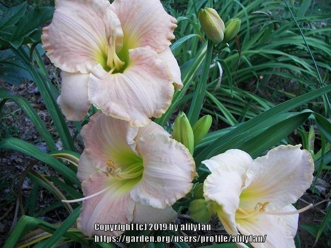 Photo of Daylily (Hemerocallis 'Prelude to Panoply') uploaded by alilyfan