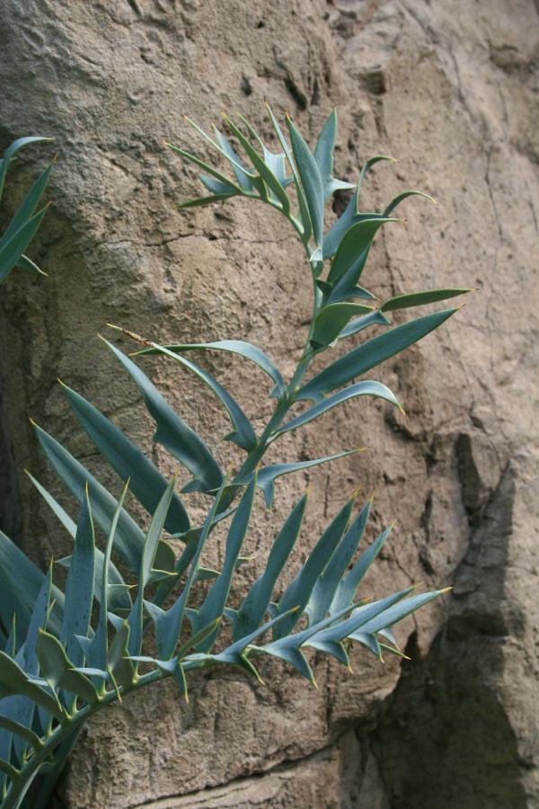 Photo of Cycad (Encephalartos horridus) uploaded by jathton