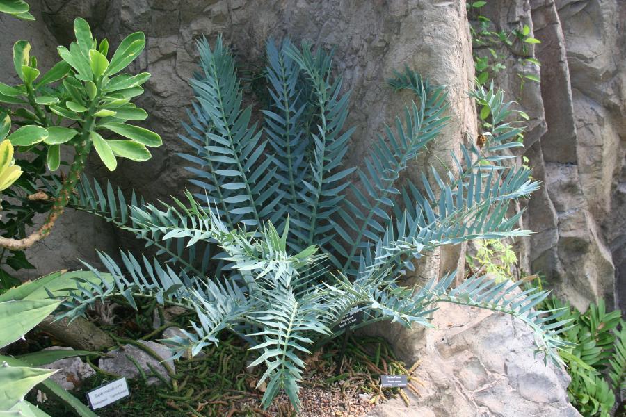 Photo of Cycad (Encephalartos horridus) uploaded by jathton