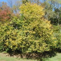 Location: Lionville (Exton), Pennsylvania
Date: 2019-10-23
maturing tree getting yellow fall color