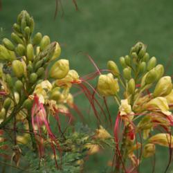 Location: In a front lawn near NW 48th and Military in OkC
Date: 2006
Desert Bird of Paradise (Caesalpinia gilliesii) 003