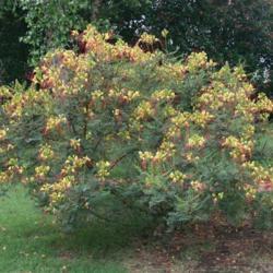 Location: In a front lawn near NW 48th and Military in OkC
Date: 2006
Desert Bird of Paradise (Caesalpinia gilliesii) 001