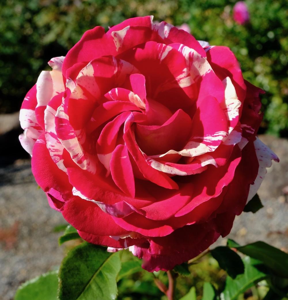 Photo of Rose (Rosa 'Neil Diamond') uploaded by AnnKNCalif