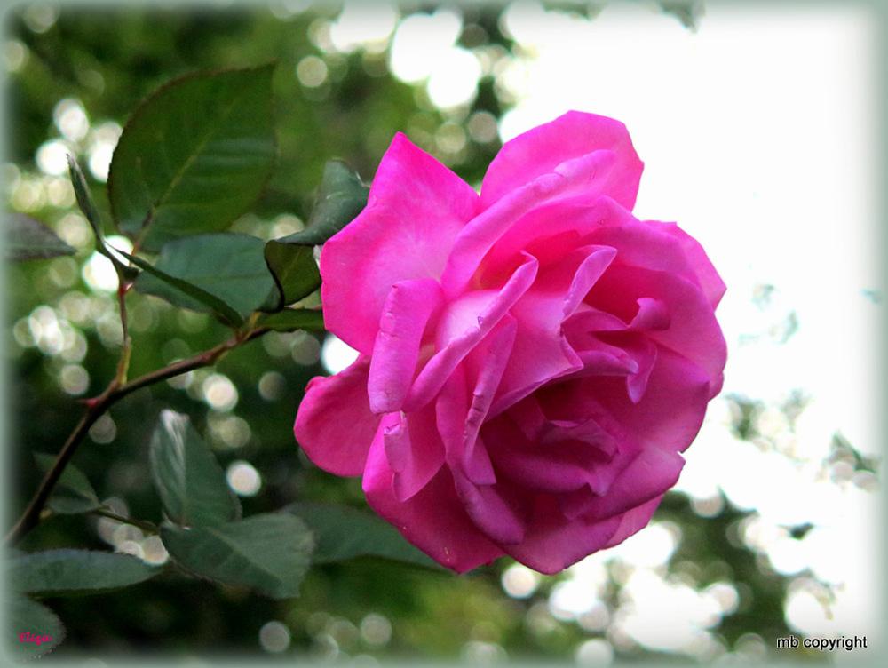 Photo of Rose (Rosa 'Eliza') uploaded by MargieNY