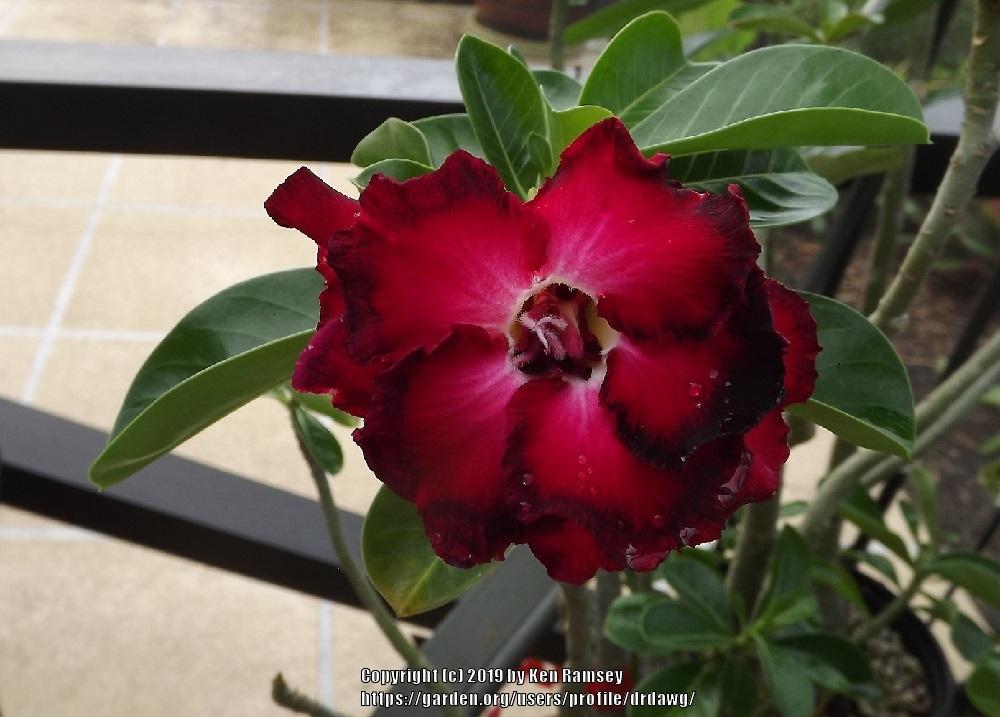 Photo of Adeniums (Adenium) uploaded by drdawg