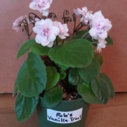 Location: My trailing african violet collection
Date: 2019-10-22
Lots of soft pink double flowers