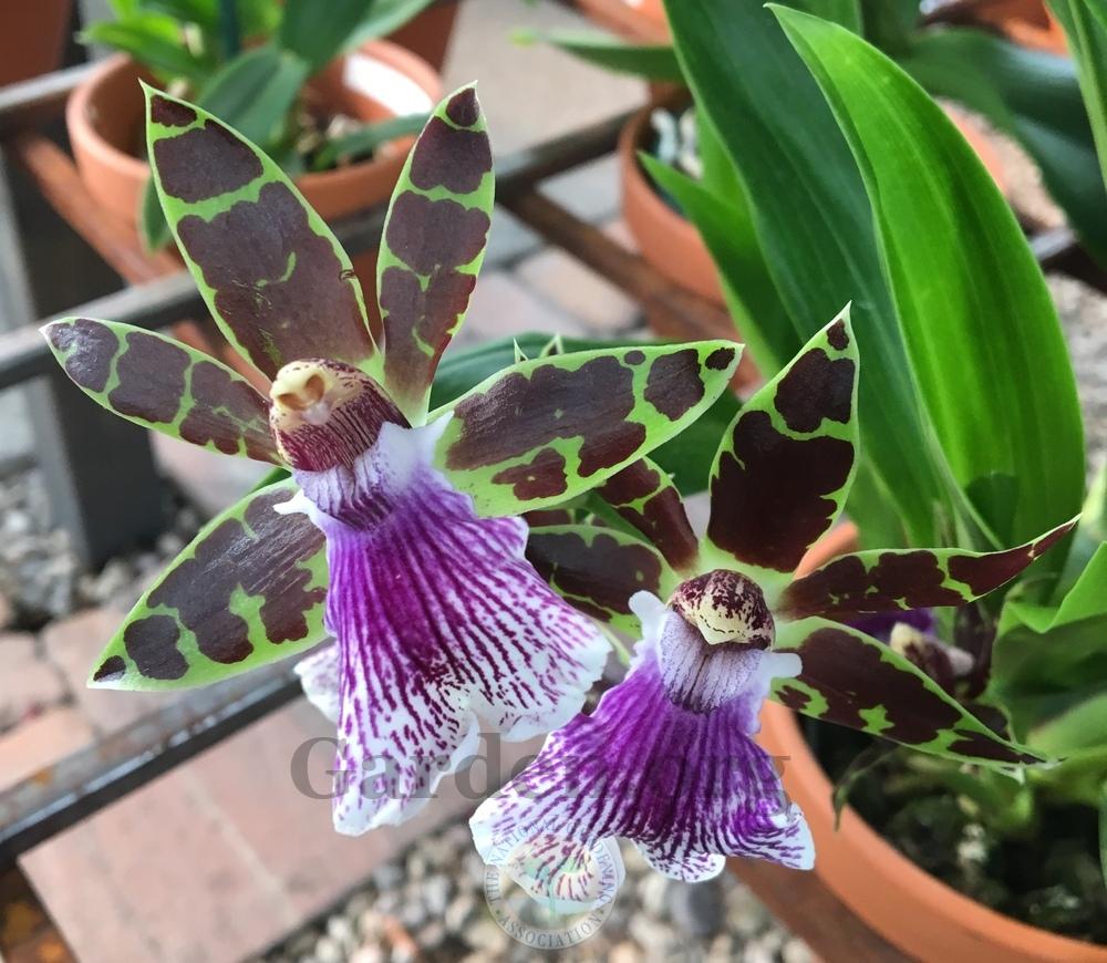 Photo of Orchid (Zygopetalum) uploaded by BlueOddish