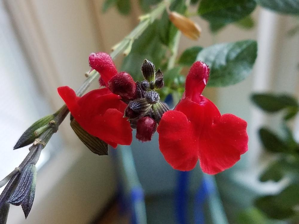 Photo of Salvia (Salvia microphylla 'Royal Bumble') uploaded by Gerris2