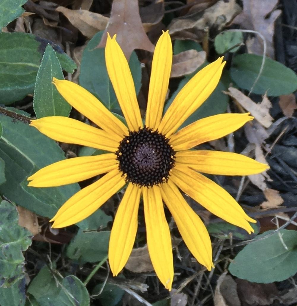 Photo of Black Eyed Susans (Rudbeckia) uploaded by csandt