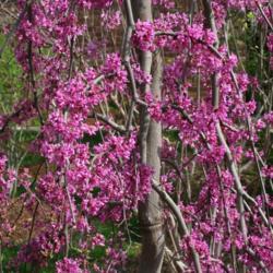 Location: In a residential garden in Oklahoma City
Date: Spring, 2007
Weeping Eastern Redbud (Cercis canadensis Lavender Twist®) 002