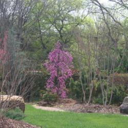 Location: In a residential garden in Oklahoma City
Date: Spring, 2007
Weeping Eastern Redbud (Cercis canadensis Lavender Twist®) 005