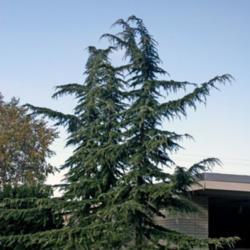 Location: In a commercial garden in Oklahoma City
Date: Fall, 2006
Cedar Of Lebanon (Cedrus libani) 001