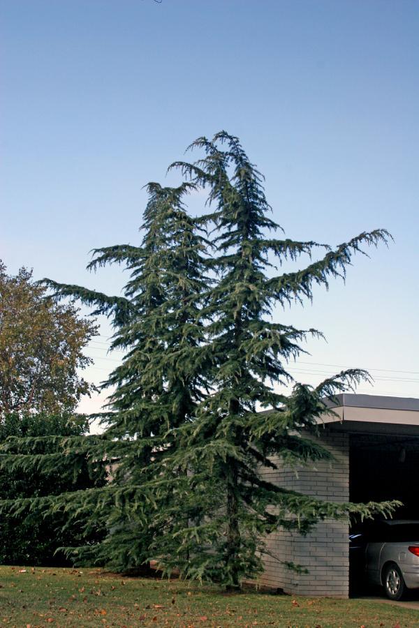 Photo of Cedar of Lebanon (Cedrus libani) uploaded by jathton