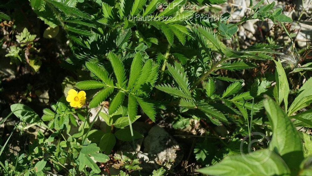 Photo of Silverweed (Argentina anserina subsp. anserina) uploaded by DaylilySLP