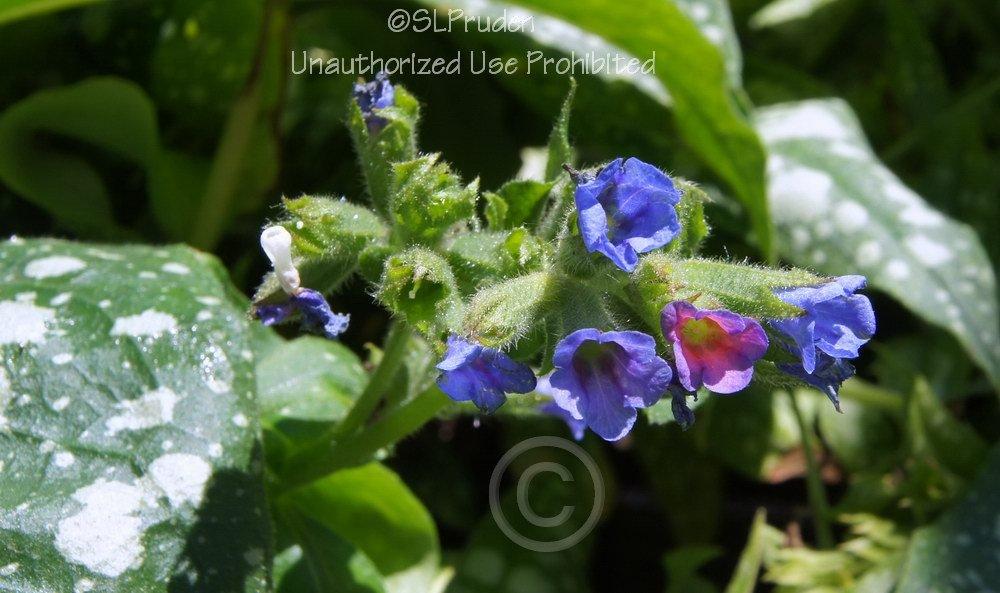 Photo of Lungwort (Pulmonaria 'Trevi Fountain') uploaded by DaylilySLP