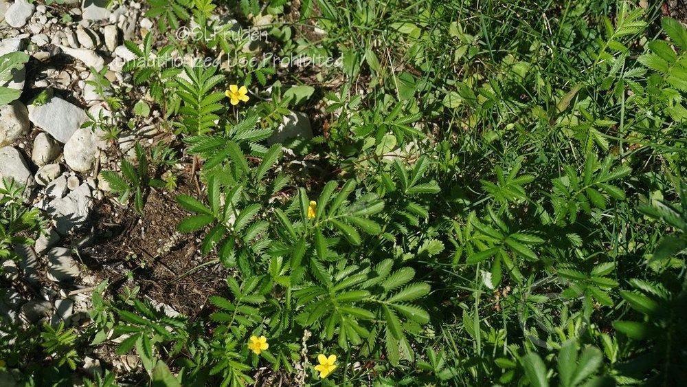 Photo of Silverweed (Argentina anserina subsp. anserina) uploaded by DaylilySLP