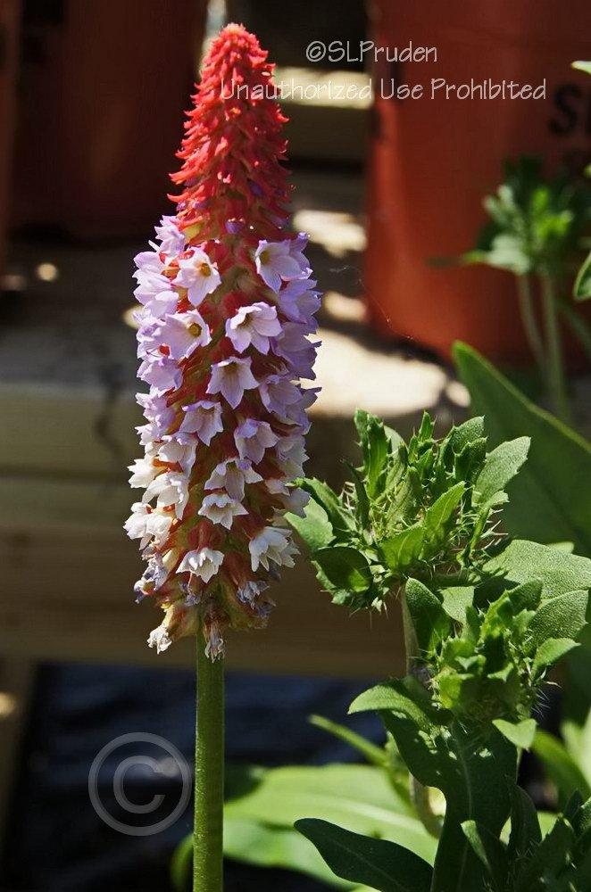 Photo of Orchid Primrose (Primula vialii) uploaded by DaylilySLP