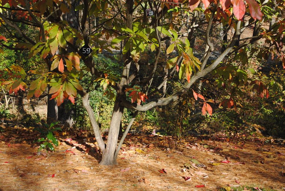 Photo of Franklin Tree (Franklinia alatamaha) uploaded by ILPARW