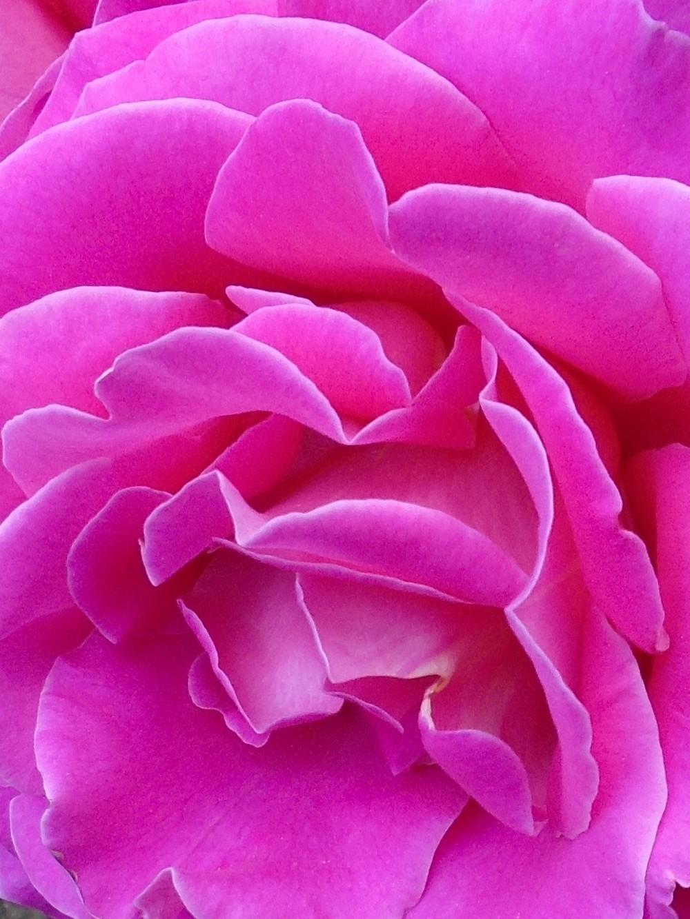 Photo of Rose (Rosa 'Pink Peace') uploaded by Paul2032