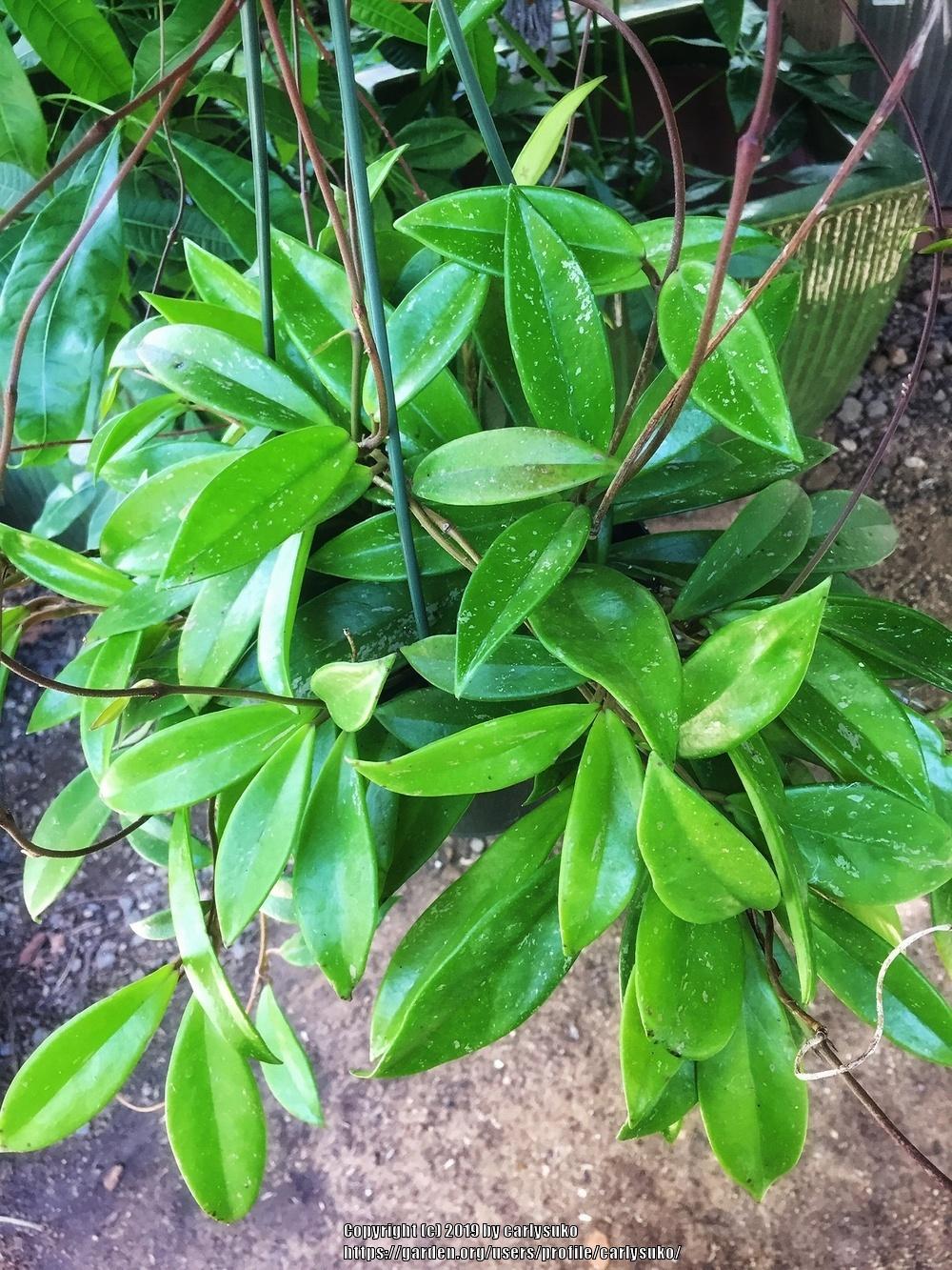 Photo of Wax Plant (Hoya carnosa) uploaded by carlysuko
