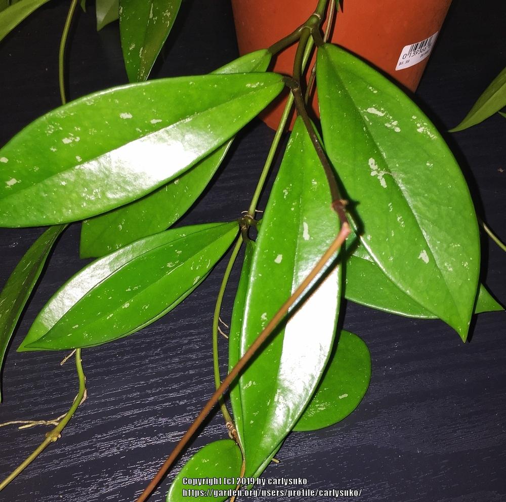 Photo of Wax Plant (Hoya pubicalyx) uploaded by carlysuko