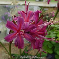 Location: RHS Harlow Carr alpine house, Yorkshire
Date: 2019-10-27