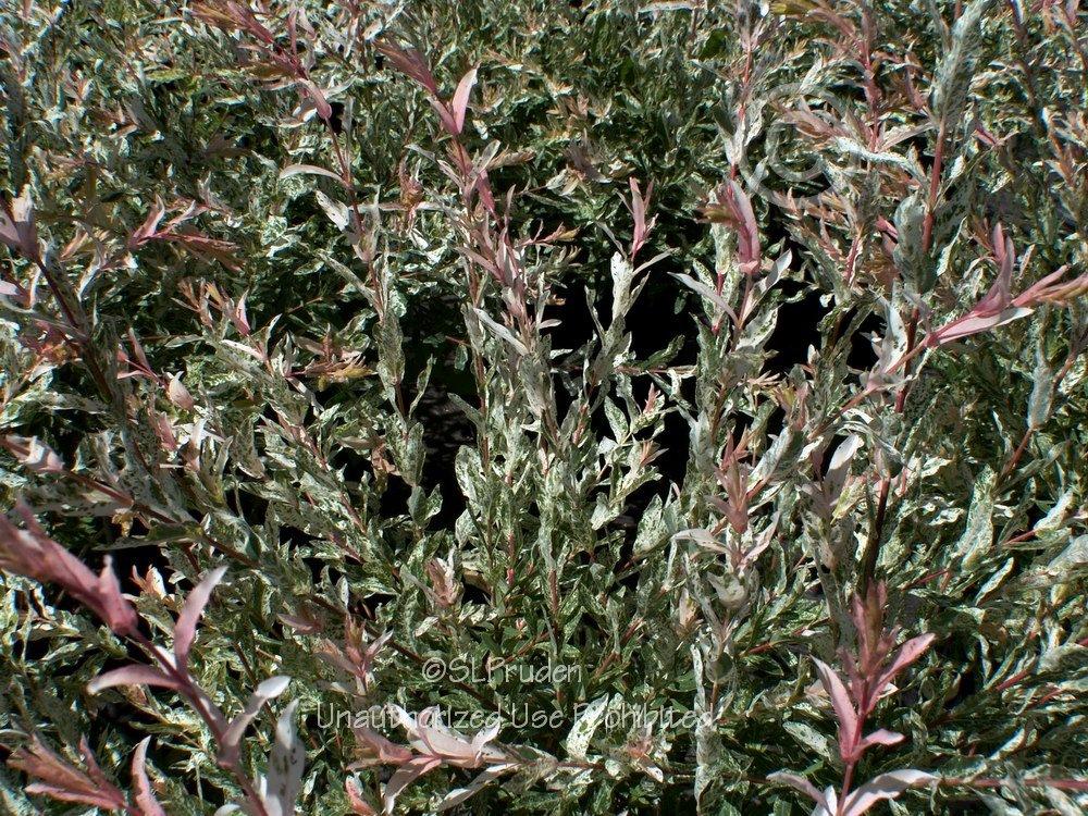 Photo of Dappled Willow (Salix integra 'Hakuro-nishiki') uploaded by DaylilySLP