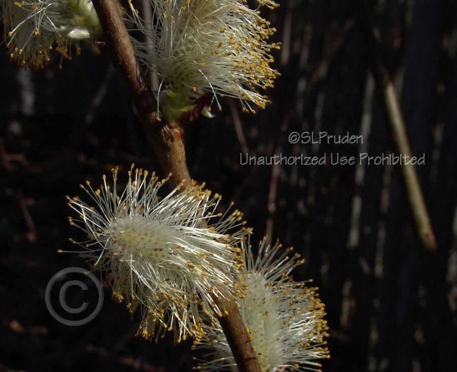 Photo of Pussy Willow (Salix caprea) uploaded by DaylilySLP