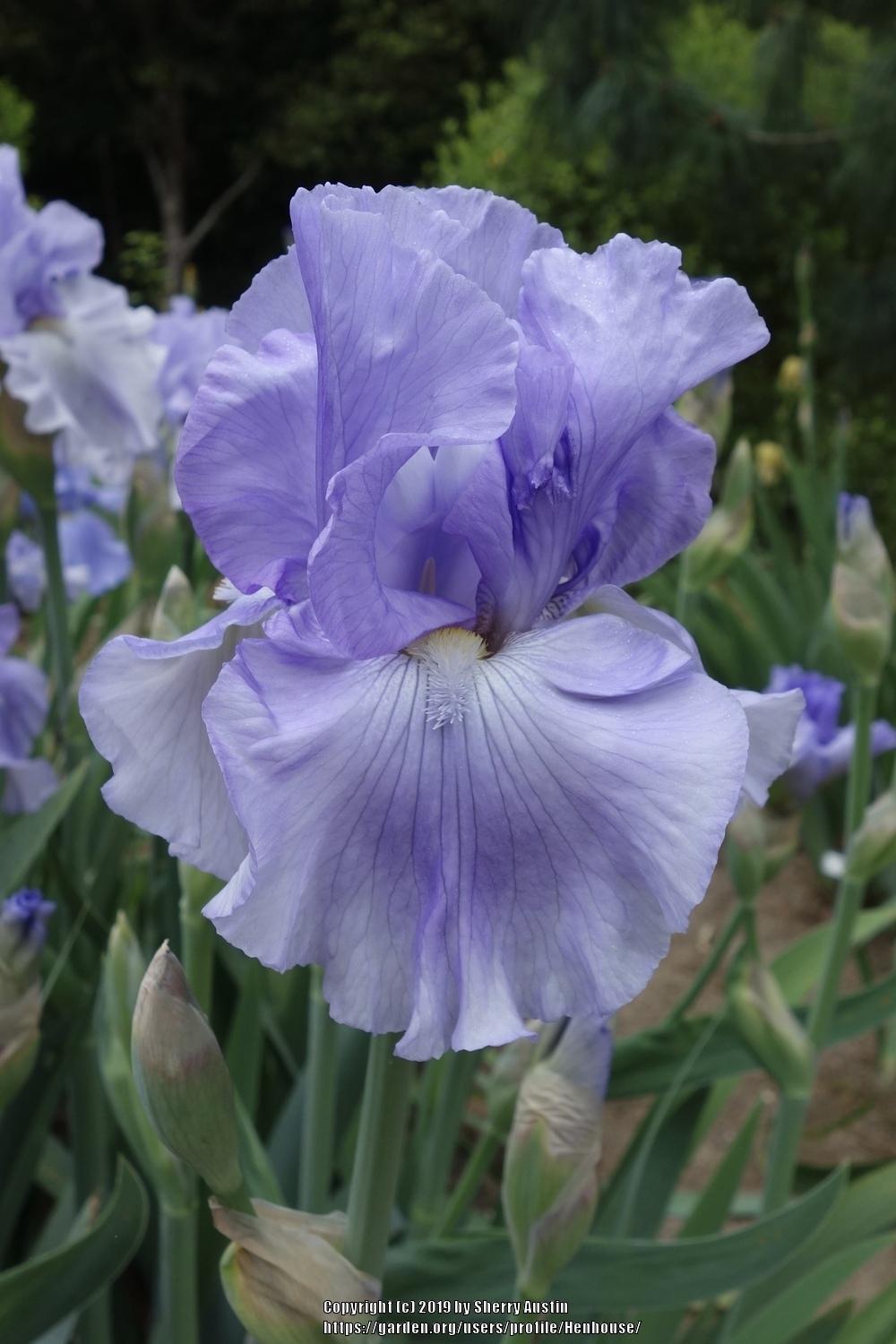 Photo of Tall Bearded Iris (Iris 'Some Big Star') uploaded by Henhouse