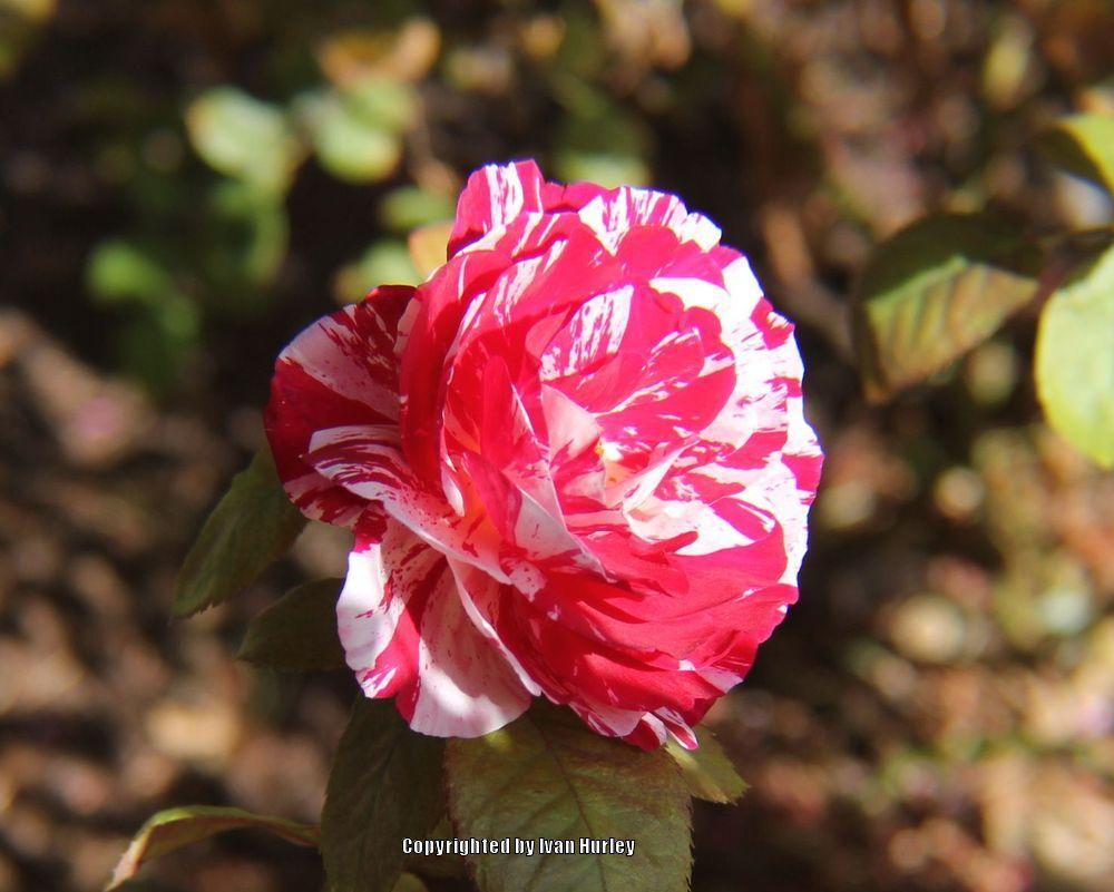 Photo of Rose (Rosa 'Scentimental') uploaded by Ivan_N_Tx