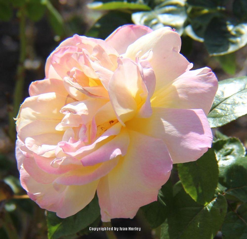 Photo of Hybrid Tea Rose (Rosa 'Peace') uploaded by Ivan_N_Tx