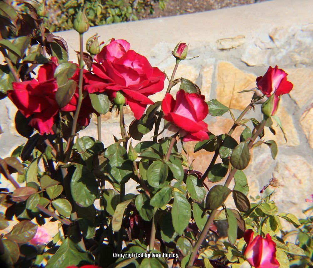 Photo of Rose (Rosa 'Love') uploaded by Ivan_N_Tx