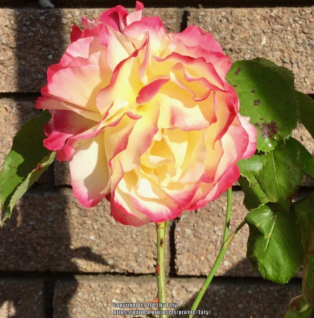 Photo of Hybrid Tea Rose (Rosa 'Double Delight') uploaded by Tafy