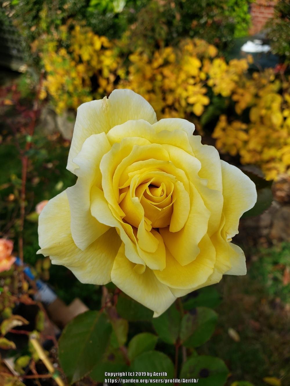 Photo of Rose (Rosa 'White Licorice') uploaded by Aerith
